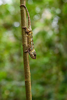 Female Panther chameleon - full body, Palmarium, Madagascar A beautiful female Panther chameleon found in Palmarium, Madagascar. This individual is more like a permanent inhabitant, often found in the same area. Guides sometimes demonstrate feeding behavior by giving her a cricket. She wasn't hungry this time. 
https://www.jungledragon.com/image/88198/female_panther_chameleon_palmarium_madagascar.html
https://www.jungledragon.com/image/88199/female_panther_chameleon_-_closeup_palmarium_madagascar.html Africa,Furcifer pardalis,Geotagged,Madagascar,Madagascar 2019,Palmarium reserve,Panther chameleon,Winter,World