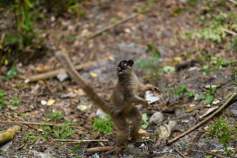 Common brown lemur standing up, Palmarium, Madagascar In begging mode, standing up, human hand with food is just outside the frame :) Africa,Common brown lemur,Eulemur fulvus,Geotagged,Madagascar,Madagascar 2019,Palmarium reserve,Winter,World