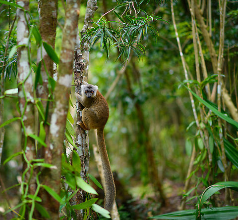 Hybrid crowned x ? lemur, Palmarium, Madagascar https://www.jungledragon.com/image/88262/hybrid_crowned_x_lemur_-_forest_floor_palmarium_madagascar.html
This lemur is a hybrid. It is a mix of a Crowned Lemur and another lemur that is currently unknown. It seems the Crowned Lemur is rather busy, as here's another hybrid from the same place:

https://www.jungledragon.com/image/87503/hybrid_crowned_x_black_lemur_-_stare_palmarium_madagascar.html Africa,Geotagged,Madagascar,Madagascar 2019,Palmarium reserve,Winter,World