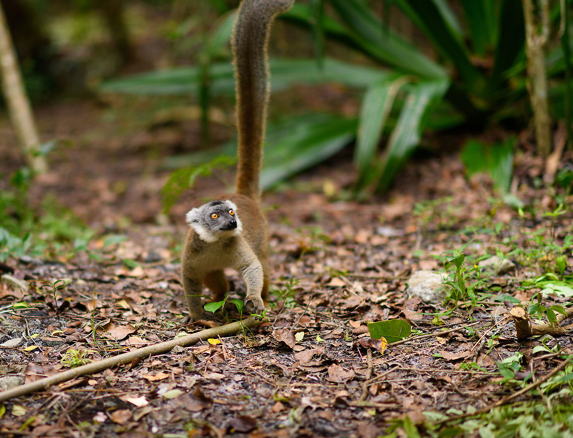 Hybrid crowned x ? lemur - forest floor, Palmarium, Madagascar <figure class="photo"><a href="https://www.jungledragon.com/image/88262/hybrid_crowned_x_lemur_-_forest_floor_palmarium_madagascar.html" title="Hybrid crowned x ? lemur - forest floor, Palmarium, Madagascar"><img src="https://s3.amazonaws.com/media.jungledragon.com/images/2/88262_thumb.jpg?AWSAccessKeyId=05GMT0V3GWVNE7GGM1R2&Expires=1770854410&Signature=aLFkVrve4CQzGondY1AWliaQrCQ%3D" width="200" height="154" alt="Hybrid crowned x ? lemur - forest floor, Palmarium, Madagascar https://www.jungledragon.com/image/88262/hybrid_crowned_x_lemur_-_forest_floor_palmarium_madagascar.html<br />
This lemur is a hybrid. It is a mix of a Crowned Lemur and another lemur that is currently unknown. It seems the Crowned Lemur is rather busy, as here's another hybrid from the same place:<br />
<br />
https://www.jungledragon.com/image/87503/hybrid_crowned_x_black_lemur_-_stare_palmarium_madagascar.html Africa,Geotagged,Madagascar,Madagascar 2019,Palmarium reserve,Winter,World" /></a></figure><br />
This lemur is a hybrid. It is a mix of a Crowned Lemur and another lemur that is currently unknown. It seems the Crowned Lemur is rather busy, as here's another hybrid from the same place:<br />
<br />
<figure class="photo"><a href="https://www.jungledragon.com/image/87503/hybrid_crowned_x_black_lemur_-_stare_palmarium_madagascar.html" title="Hybrid crowned x black lemur - stare, Palmarium, Madagascar"><img src="https://s3.amazonaws.com/media.jungledragon.com/images/2/87503_thumb.jpg?AWSAccessKeyId=05GMT0V3GWVNE7GGM1R2&Expires=1770854410&Signature=Q49XNbuGkp99zNjIScCYq81k3%2Bw%3D" width="200" height="158" alt="Hybrid crowned x black lemur - stare, Palmarium, Madagascar Moving on to our 2nd day in Palmarium, our only full day there. This day was pretty much spent as a lengthy up close lemur photo shoot of a number of species. So I will flood JD with quite a few lemur photos. <br />
<br />
Explained earlier, the situation is semi-natural at best. The private reserve is quite large and gives ample space to the lemurs, yet they have learned to stay close to the hotel, for easy food reasons. Not ideal, but I figured to go along with it and to see if at least this brings some good photos. These first shots are quite noisy though, some parts of the forest were quite dark.<br />
https://www.jungledragon.com/image/87502/red_ruffed_lemur_-_full_animal_palmarium_madagascar.html<br />
https://www.jungledragon.com/image/87500/red_ruffed_lemur_-_perched_palmarium_madagascar.html<br />
https://www.jungledragon.com/image/87501/red_ruffed_lemur_-_chewing_palmarium_madagascar.html Africa,Geotagged,Madagascar,Madagascar 2019,Palmarium reserve,Winter,World" /></a></figure> Africa,Geotagged,Madagascar,Madagascar 2019,Palmarium reserve,Winter,World