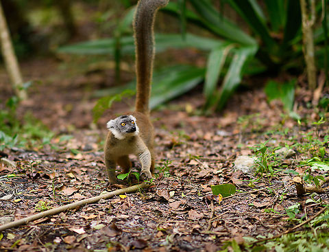 Hybrid crowned x ? lemur - forest floor, Palmarium, Madagascar https://www.jungledragon.com/image/88262/hybrid_crowned_x_lemur_-_forest_floor_palmarium_madagascar.html
This lemur is a hybrid. It is a mix of a Crowned Lemur and another lemur that is currently unknown. It seems the Crowned Lemur is rather busy, as here's another hybrid from the same place:

https://www.jungledragon.com/image/87503/hybrid_crowned_x_black_lemur_-_stare_palmarium_madagascar.html Africa,Geotagged,Madagascar,Madagascar 2019,Palmarium reserve,Winter,World