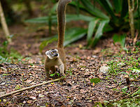 Hybrid crowned x ? lemur - forest floor, Palmarium, Madagascar https://www.jungledragon.com/image/88262/hybrid_crowned_x_lemur_-_forest_floor_palmarium_madagascar.html<br />
This lemur is a hybrid. It is a mix of a Crowned Lemur and another lemur that is currently unknown. It seems the Crowned Lemur is rather busy, as here's another hybrid from the same place:<br />
<br />
https://www.jungledragon.com/image/87503/hybrid_crowned_x_black_lemur_-_stare_palmarium_madagascar.html Africa,Geotagged,Madagascar,Madagascar 2019,Palmarium reserve,Winter,World