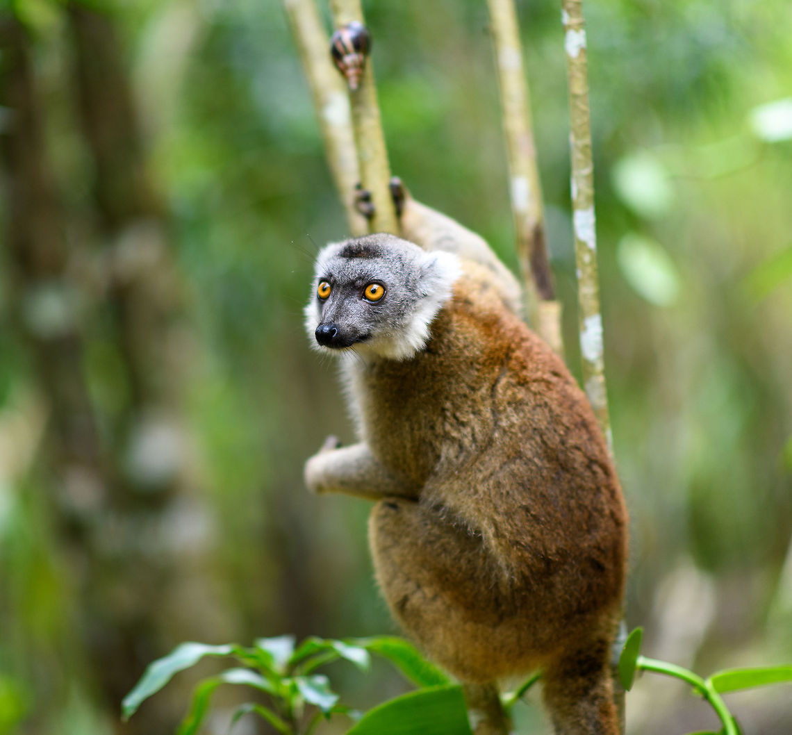 Hybrid crowned x ? lemur - in tree, Palmarium, Madagascar A happy and healthy 2020 to all of you. Thank you very much for your contributions to JungleDragon during the past year.  Africa,Geotagged,Madagascar,Madagascar 2019,Palmarium reserve,Winter,World