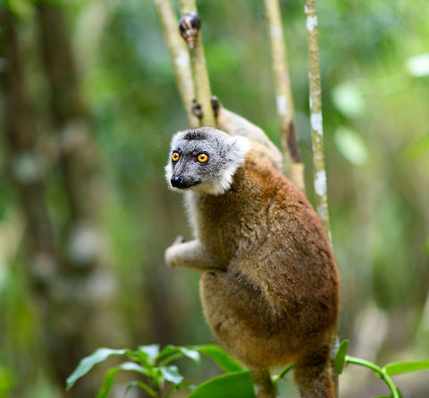 Hybrid crowned x ? lemur - in tree, Palmarium, Madagascar A happy and healthy 2020 to all of you. Thank you very much for your contributions to JungleDragon during the past year.  Africa,Geotagged,Madagascar,Madagascar 2019,Palmarium reserve,Winter,World