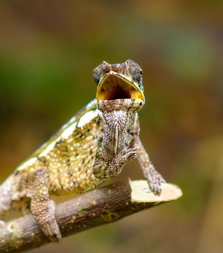 Female Panther chameleon - mouth open, Palmarium, Madagascar A few more shots of this female Panther chameleon on display at Palmarium.<br />
<figure class="photo"><a href="https://www.jungledragon.com/image/88341/female_panther_chameleon_-_side_view_palmarium_madagascar.html" title="Female Panther chameleon - side view, Palmarium, Madagascar"><img src="https://s3.amazonaws.com/media.jungledragon.com/images/2/88341_thumb.jpg?AWSAccessKeyId=05GMT0V3GWVNE7GGM1R2&Expires=1769040010&Signature=ewvS8axlTE2gIF%2BQz9q2iSGAYLE%3D" width="200" height="178" alt="Female Panther chameleon - side view, Palmarium, Madagascar A few more shots of this female Panther chameleon on display at Palmarium.<br />
https://www.jungledragon.com/image/88340/female_panther_chameleon_-_mouth_open_palmarium_madagascar.html<br />
https://www.jungledragon.com/image/88342/female_panther_chameleon_-_walking_palmarium_madagascar.html<br />
https://www.jungledragon.com/image/88343/female_panther_chameleon_-_walking_2_palmarium_madagascar.html Africa,Furcifer pardalis,Geotagged,Madagascar,Madagascar 2019,Palmarium reserve,Panther chameleon,Winter,World" /></a></figure><br />
<figure class="photo"><a href="https://www.jungledragon.com/image/88342/female_panther_chameleon_-_walking_palmarium_madagascar.html" title="Female Panther chameleon - walking, Palmarium, Madagascar"><img src="https://s3.amazonaws.com/media.jungledragon.com/images/2/88342_thumb.jpg?AWSAccessKeyId=05GMT0V3GWVNE7GGM1R2&Expires=1769040010&Signature=BC4W2HGoro1XbEqZ3PLK5RhsRVg%3D" width="200" height="168" alt="Female Panther chameleon - walking, Palmarium, Madagascar A few more shots of this female Panther chameleon on display at Palmarium.<br />
https://www.jungledragon.com/image/88340/female_panther_chameleon_-_mouth_open_palmarium_madagascar.html<br />
https://www.jungledragon.com/image/88341/female_panther_chameleon_-_side_view_palmarium_madagascar.html<br />
https://www.jungledragon.com/image/88343/female_panther_chameleon_-_walking_2_palmarium_madagascar.html Africa,Furcifer pardalis,Geotagged,Madagascar,Madagascar 2019,Palmarium reserve,Panther chameleon,Winter,World" /></a></figure><br />
<figure class="photo"><a href="https://www.jungledragon.com/image/88343/female_panther_chameleon_-_walking_2_palmarium_madagascar.html" title="Female Panther chameleon - walking 2, Palmarium, Madagascar"><img src="https://s3.amazonaws.com/media.jungledragon.com/images/2/88343_thumb.jpg?AWSAccessKeyId=05GMT0V3GWVNE7GGM1R2&Expires=1769040010&Signature=GCPnvMO2%2FCup9SfDi9VNmhwhZkg%3D" width="102" height="152" alt="Female Panther chameleon - walking 2, Palmarium, Madagascar A few more shots of this female Panther chameleon on display at Palmarium.<br />
https://www.jungledragon.com/image/88340/female_panther_chameleon_-_mouth_open_palmarium_madagascar.html<br />
https://www.jungledragon.com/image/88341/female_panther_chameleon_-_side_view_palmarium_madagascar.html<br />
https://www.jungledragon.com/image/88342/female_panther_chameleon_-_walking_palmarium_madagascar.html Africa,Furcifer pardalis,Geotagged,Madagascar,Madagascar 2019,Palmarium reserve,Panther chameleon,Winter,World" /></a></figure> Africa,Furcifer pardalis,Geotagged,Madagascar,Madagascar 2019,Palmarium reserve,Panther chameleon,Winter,World