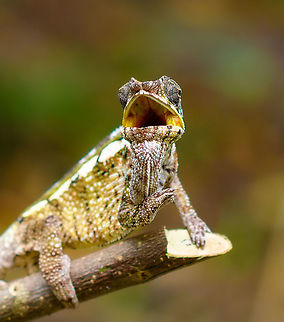 Female Panther chameleon - mouth open, Palmarium, Madagascar A few more shots of this female Panther chameleon on display at Palmarium.
https://www.jungledragon.com/image/88341/female_panther_chameleon_-_side_view_palmarium_madagascar.html
https://www.jungledragon.com/image/88342/female_panther_chameleon_-_walking_palmarium_madagascar.html
https://www.jungledragon.com/image/88343/female_panther_chameleon_-_walking_2_palmarium_madagascar.html Africa,Furcifer pardalis,Geotagged,Madagascar,Madagascar 2019,Palmarium reserve,Panther chameleon,Winter,World