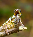 Female Panther chameleon - mouth open, Palmarium, Madagascar A few more shots of this female Panther chameleon on display at Palmarium.<br />
https://www.jungledragon.com/image/88341/female_panther_chameleon_-_side_view_palmarium_madagascar.html<br />
https://www.jungledragon.com/image/88342/female_panther_chameleon_-_walking_palmarium_madagascar.html<br />
https://www.jungledragon.com/image/88343/female_panther_chameleon_-_walking_2_palmarium_madagascar.html Africa,Furcifer pardalis,Geotagged,Madagascar,Madagascar 2019,Palmarium reserve,Panther chameleon,Winter,World