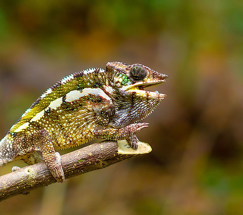Female Panther chameleon - side view, Palmarium, Madagascar A few more shots of this female Panther chameleon on display at Palmarium.
https://www.jungledragon.com/image/88340/female_panther_chameleon_-_mouth_open_palmarium_madagascar.html
https://www.jungledragon.com/image/88342/female_panther_chameleon_-_walking_palmarium_madagascar.html
https://www.jungledragon.com/image/88343/female_panther_chameleon_-_walking_2_palmarium_madagascar.html Africa,Furcifer pardalis,Geotagged,Madagascar,Madagascar 2019,Palmarium reserve,Panther chameleon,Winter,World
