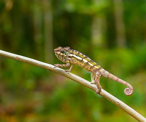 Female Panther chameleon - walking, Palmarium, Madagascar A few more shots of this female Panther chameleon on display at Palmarium.
https://www.jungledragon.com/image/88340/female_panther_chameleon_-_mouth_open_palmarium_madagascar.html
https://www.jungledragon.com/image/88341/female_panther_chameleon_-_side_view_palmarium_madagascar.html
https://www.jungledragon.com/image/88343/female_panther_chameleon_-_walking_2_palmarium_madagascar.html Africa,Furcifer pardalis,Geotagged,Madagascar,Madagascar 2019,Palmarium reserve,Panther chameleon,Winter,World