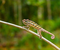 Female Panther chameleon - walking, Palmarium, Madagascar A few more shots of this female Panther chameleon on display at Palmarium.<br />
https://www.jungledragon.com/image/88340/female_panther_chameleon_-_mouth_open_palmarium_madagascar.html<br />
https://www.jungledragon.com/image/88341/female_panther_chameleon_-_side_view_palmarium_madagascar.html<br />
https://www.jungledragon.com/image/88343/female_panther_chameleon_-_walking_2_palmarium_madagascar.html Africa,Furcifer pardalis,Geotagged,Madagascar,Madagascar 2019,Palmarium reserve,Panther chameleon,Winter,World