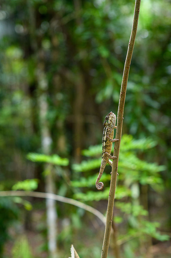 Female Panther chameleon - walking 2, Palmarium, Madagascar A few more shots of this female Panther chameleon on display at Palmarium.<br />
<figure class="photo"><a href="https://www.jungledragon.com/image/88340/female_panther_chameleon_-_mouth_open_palmarium_madagascar.html" title="Female Panther chameleon - mouth open, Palmarium, Madagascar"><img src="https://s3.amazonaws.com/media.jungledragon.com/images/2/88340_thumb.jpg?AWSAccessKeyId=05GMT0V3GWVNE7GGM1R2&Expires=1769040010&Signature=VjEJOGpVaWHpgtlLndau7%2Fi%2FUv8%3D" width="134" height="152" alt="Female Panther chameleon - mouth open, Palmarium, Madagascar A few more shots of this female Panther chameleon on display at Palmarium.<br />
https://www.jungledragon.com/image/88341/female_panther_chameleon_-_side_view_palmarium_madagascar.html<br />
https://www.jungledragon.com/image/88342/female_panther_chameleon_-_walking_palmarium_madagascar.html<br />
https://www.jungledragon.com/image/88343/female_panther_chameleon_-_walking_2_palmarium_madagascar.html Africa,Furcifer pardalis,Geotagged,Madagascar,Madagascar 2019,Palmarium reserve,Panther chameleon,Winter,World" /></a></figure><br />
<figure class="photo"><a href="https://www.jungledragon.com/image/88341/female_panther_chameleon_-_side_view_palmarium_madagascar.html" title="Female Panther chameleon - side view, Palmarium, Madagascar"><img src="https://s3.amazonaws.com/media.jungledragon.com/images/2/88341_thumb.jpg?AWSAccessKeyId=05GMT0V3GWVNE7GGM1R2&Expires=1769040010&Signature=ewvS8axlTE2gIF%2BQz9q2iSGAYLE%3D" width="200" height="178" alt="Female Panther chameleon - side view, Palmarium, Madagascar A few more shots of this female Panther chameleon on display at Palmarium.<br />
https://www.jungledragon.com/image/88340/female_panther_chameleon_-_mouth_open_palmarium_madagascar.html<br />
https://www.jungledragon.com/image/88342/female_panther_chameleon_-_walking_palmarium_madagascar.html<br />
https://www.jungledragon.com/image/88343/female_panther_chameleon_-_walking_2_palmarium_madagascar.html Africa,Furcifer pardalis,Geotagged,Madagascar,Madagascar 2019,Palmarium reserve,Panther chameleon,Winter,World" /></a></figure><br />
<figure class="photo"><a href="https://www.jungledragon.com/image/88342/female_panther_chameleon_-_walking_palmarium_madagascar.html" title="Female Panther chameleon - walking, Palmarium, Madagascar"><img src="https://s3.amazonaws.com/media.jungledragon.com/images/2/88342_thumb.jpg?AWSAccessKeyId=05GMT0V3GWVNE7GGM1R2&Expires=1769040010&Signature=BC4W2HGoro1XbEqZ3PLK5RhsRVg%3D" width="200" height="168" alt="Female Panther chameleon - walking, Palmarium, Madagascar A few more shots of this female Panther chameleon on display at Palmarium.<br />
https://www.jungledragon.com/image/88340/female_panther_chameleon_-_mouth_open_palmarium_madagascar.html<br />
https://www.jungledragon.com/image/88341/female_panther_chameleon_-_side_view_palmarium_madagascar.html<br />
https://www.jungledragon.com/image/88343/female_panther_chameleon_-_walking_2_palmarium_madagascar.html Africa,Furcifer pardalis,Geotagged,Madagascar,Madagascar 2019,Palmarium reserve,Panther chameleon,Winter,World" /></a></figure> Africa,Furcifer pardalis,Geotagged,Madagascar,Madagascar 2019,Palmarium reserve,Panther chameleon,Winter,World