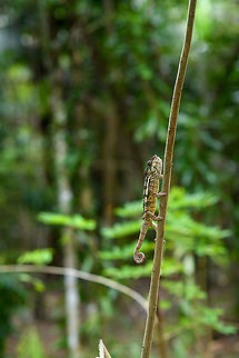 Female Panther chameleon - walking 2, Palmarium, Madagascar A few more shots of this female Panther chameleon on display at Palmarium.
https://www.jungledragon.com/image/88340/female_panther_chameleon_-_mouth_open_palmarium_madagascar.html
https://www.jungledragon.com/image/88341/female_panther_chameleon_-_side_view_palmarium_madagascar.html
https://www.jungledragon.com/image/88342/female_panther_chameleon_-_walking_palmarium_madagascar.html Africa,Furcifer pardalis,Geotagged,Madagascar,Madagascar 2019,Palmarium reserve,Panther chameleon,Winter,World