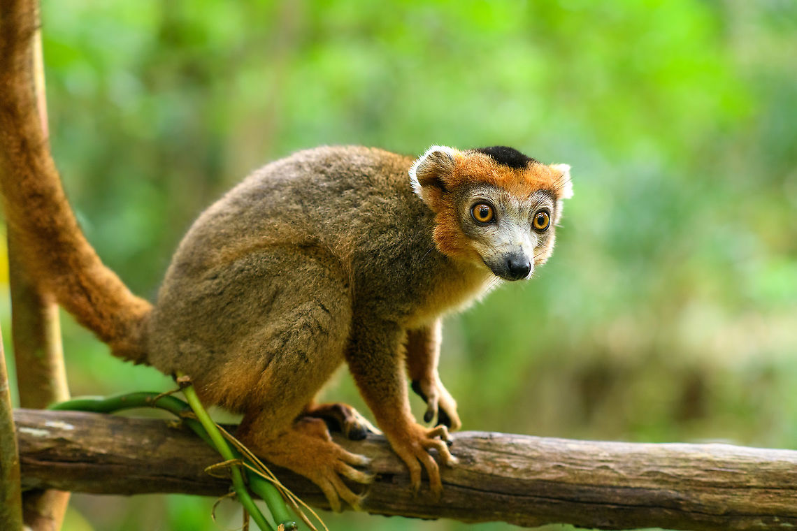 Male Crowned Lemur, Palmarium, Madagascar A species easy to recognize by the crown-like dark patch of hair on the forehead, which is present in both the males and females yet in different colors. In the wild, this species only occurs in the far north of Madagascar. Here's an observation from 2016 in its natural habitat:<br />
<figure class="photo"><a href="https://www.jungledragon.com/image/37828/crowned_lemur_male_-_ii_amber_mountain_madagascar.html" title="Crowned Lemur male - II, Amber Mountain, Madagascar"><img src="https://s3.amazonaws.com/media.jungledragon.com/images/2/37828_thumb.jpg?AWSAccessKeyId=05GMT0V3GWVNE7GGM1R2&Expires=1763596810&Signature=f2rNsFUvInbr41XfHnaR%2BbtQUi0%3D" width="200" height="154" alt="Crowned Lemur male - II, Amber Mountain, Madagascar Male, with ghostly white face. Africa,Amber Mountain,Crowned lemur,Eulemur coronatus,Geotagged,Madagascar,Madagascar North,Spring,World" /></a></figure> Africa,Crowned lemur,Eulemur coronatus,Geotagged,Madagascar,Madagascar 2019,Palmarium reserve,Winter,World