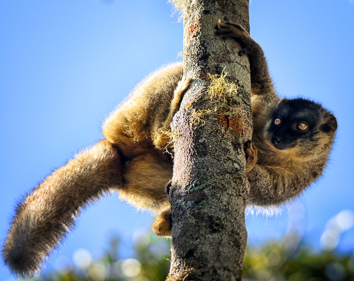 Common Brown Lemur lands on tree in Andasibe What are the odds of a Brown Lemur jumping 15 metres from a tree, only to land exactly in a spectacular position in front of my face? In Madagascar, those odds are pretty good!<br />
<br />
Another fun fact on Brown Lemurs: they make the same sound as a pig. If not found by moving tree tops, the sound will give them away. Andasibe,Common brown lemur,Eulemur fulvus,Madagascar