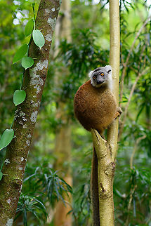 Hybrid crowned x ? lemur - in tree 2, Palmarium, Madagascar  Africa,Madagascar,Madagascar 2019,Palmarium reserve,World