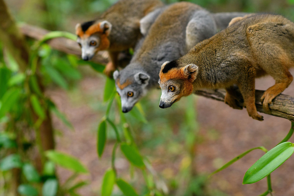Crowned Lemur triplet, Palmarium, Madagascar Male, female, male. Africa,Crowned lemur,Eulemur coronatus,Geotagged,Madagascar,Madagascar 2019,Palmarium reserve,Winter,World