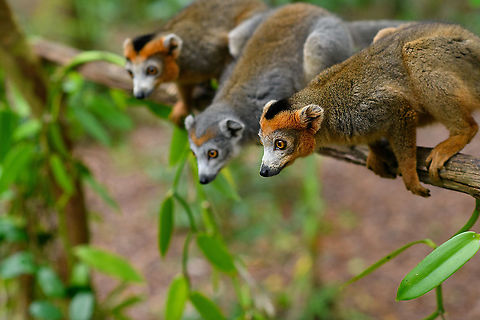 Crowned Lemur triplet, Palmarium, Madagascar Male, female, male. Africa,Crowned lemur,Eulemur coronatus,Geotagged,Madagascar,Madagascar 2019,Palmarium reserve,Winter,World