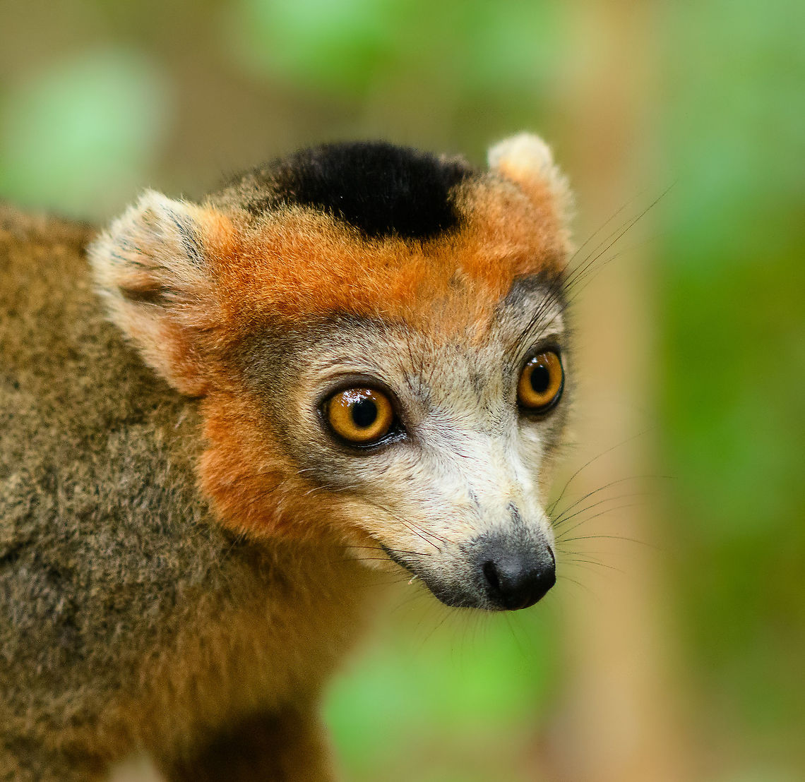 Male Crowned Lemur - portrait, Palmarium, Madagascar  Africa,Crowned lemur,Eulemur coronatus,Geotagged,Madagascar,Madagascar 2019,Palmarium reserve,Winter,World