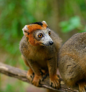 Male Crowned lemur - waiting, Palmarium, Madagascar  Africa,Crowned lemur,Eulemur coronatus,Geotagged,Madagascar,Madagascar 2019,Palmarium reserve,Winter,World