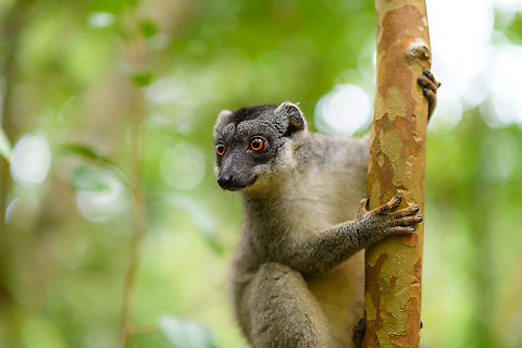 Common brown lemur, Palmarium, Madagascar https://www.jungledragon.com/image/88451/common_brown_lemur_-_portrait_palmarium_madagascar.html Africa,Common brown lemur,Eulemur fulvus,Geotagged,Madagascar,Madagascar 2019,Palmarium reserve,Winter,World
