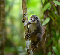 Female Crowned Lemur, Palmarium, Madagascar The female of this species is grayish with an orange crown.<br />
https://www.jungledragon.com/image/88446/female_crowned_lemur_-_curious_palmarium_madagascar.html<br />
https://www.jungledragon.com/image/88448/female_crowned_lemur_-_duo_palmarium_madagascar.html<br />
https://www.jungledragon.com/image/88449/female_crowned_lemur_on_forest_floor_palmarium_madagascar.html Africa,Crowned lemur,Eulemur coronatus,Geotagged,Madagascar,Madagascar 2019,Palmarium reserve,Winter,World