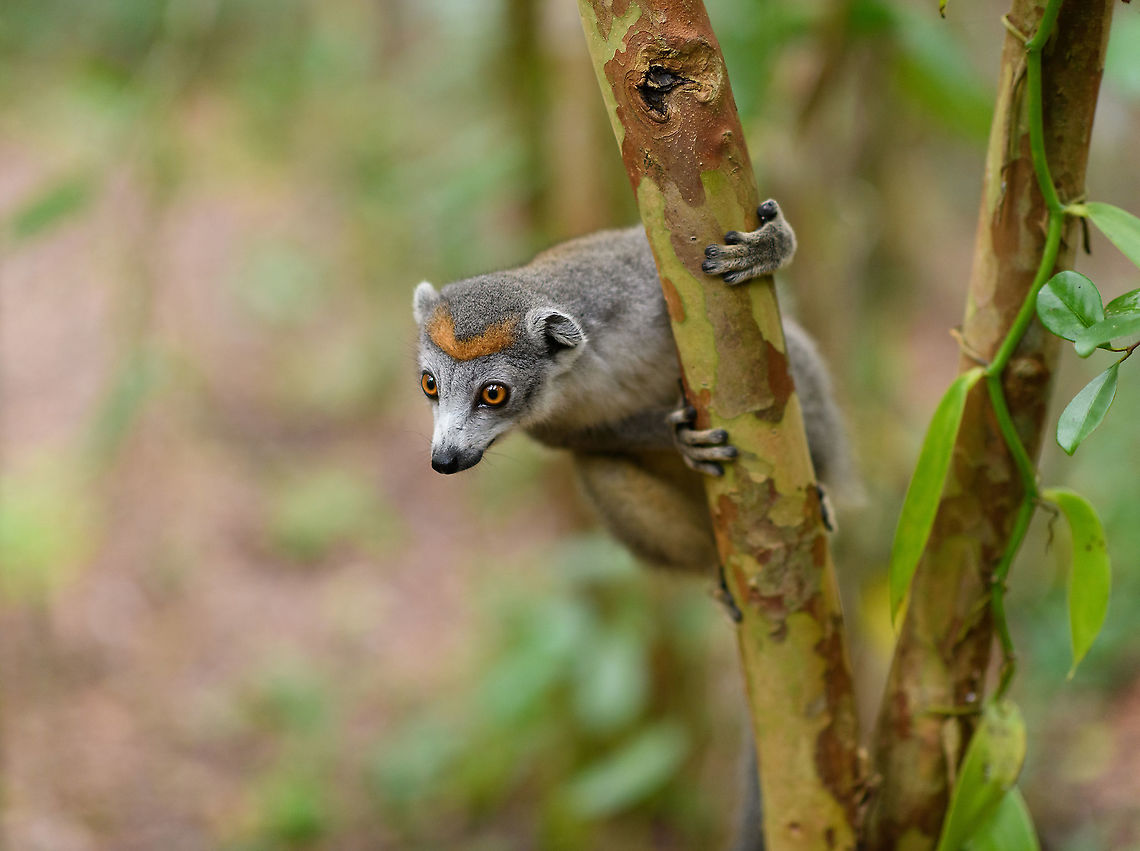 Female Crowned Lemur - curious, Palmarium, Madagascar Vanilla on the right. The female of this species is grayish with an orange crown.<br />
<figure class="photo"><a href="https://www.jungledragon.com/image/88445/female_crowned_lemur_palmarium_madagascar.html" title="Female Crowned Lemur, Palmarium, Madagascar"><img src="https://s3.amazonaws.com/media.jungledragon.com/images/2/88445_thumb.jpg?AWSAccessKeyId=05GMT0V3GWVNE7GGM1R2&Expires=1767225610&Signature=lpfw9PEwYdE06elHST5AiAxpsLQ%3D" width="200" height="184" alt="Female Crowned Lemur, Palmarium, Madagascar The female of this species is grayish with an orange crown.<br />
https://www.jungledragon.com/image/88446/female_crowned_lemur_-_curious_palmarium_madagascar.html<br />
https://www.jungledragon.com/image/88448/female_crowned_lemur_-_duo_palmarium_madagascar.html<br />
https://www.jungledragon.com/image/88449/female_crowned_lemur_on_forest_floor_palmarium_madagascar.html Africa,Crowned lemur,Eulemur coronatus,Geotagged,Madagascar,Madagascar 2019,Palmarium reserve,Winter,World" /></a></figure><br />
<figure class="photo"><a href="https://www.jungledragon.com/image/88448/female_crowned_lemur_-_duo_palmarium_madagascar.html" title="Female Crowned Lemur - duo, Palmarium, Madagascar"><img src="https://s3.amazonaws.com/media.jungledragon.com/images/2/88448_thumb.jpg?AWSAccessKeyId=05GMT0V3GWVNE7GGM1R2&Expires=1767225610&Signature=MQpDqqr%2FonhnZH3R%2FmvXkL1j4JQ%3D" width="200" height="194" alt="Female Crowned Lemur - duo, Palmarium, Madagascar The female of this species is grayish with an orange crown.<br />
https://www.jungledragon.com/image/88445/female_crowned_lemur_palmarium_madagascar.html<br />
https://www.jungledragon.com/image/88446/female_crowned_lemur_-_curious_palmarium_madagascar.html<br />
https://www.jungledragon.com/image/88449/female_crowned_lemur_on_forest_floor_palmarium_madagascar.html Africa,Crowned lemur,Eulemur coronatus,Geotagged,Madagascar,Madagascar 2019,Palmarium reserve,Winter,World" /></a></figure><br />
<figure class="photo"><a href="https://www.jungledragon.com/image/88449/female_crowned_lemur_on_forest_floor_palmarium_madagascar.html" title="Female Crowned Lemur on forest floor, Palmarium, Madagascar"><img src="https://s3.amazonaws.com/media.jungledragon.com/images/2/88449_thumb.jpg?AWSAccessKeyId=05GMT0V3GWVNE7GGM1R2&Expires=1767225610&Signature=EkDwQiUDZUFw9m%2FZ5DG60UC%2Bf3M%3D" width="200" height="134" alt="Female Crowned Lemur on forest floor, Palmarium, Madagascar The female of this species is grayish with an orange crown.<br />
https://www.jungledragon.com/image/88445/female_crowned_lemur_palmarium_madagascar.html<br />
https://www.jungledragon.com/image/88446/female_crowned_lemur_-_curious_palmarium_madagascar.html<br />
https://www.jungledragon.com/image/88448/female_crowned_lemur_-_duo_palmarium_madagascar.html Africa,Crowned lemur,Eulemur coronatus,Madagascar,Madagascar 2019,Palmarium reserve,World" /></a></figure> Africa,Crowned lemur,Eulemur coronatus,Geotagged,Madagascar,Madagascar 2019,Palmarium reserve,Winter,World