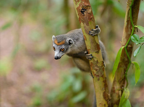 Female Crowned Lemur - curious, Palmarium, Madagascar Vanilla on the right. The female of this species is grayish with an orange crown.
https://www.jungledragon.com/image/88445/female_crowned_lemur_palmarium_madagascar.html
https://www.jungledragon.com/image/88448/female_crowned_lemur_-_duo_palmarium_madagascar.html
https://www.jungledragon.com/image/88449/female_crowned_lemur_on_forest_floor_palmarium_madagascar.html Africa,Crowned lemur,Eulemur coronatus,Geotagged,Madagascar,Madagascar 2019,Palmarium reserve,Winter,World