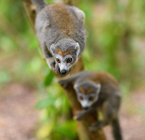Female Crowned Lemur - duo, Palmarium, Madagascar The female of this species is grayish with an orange crown.
https://www.jungledragon.com/image/88445/female_crowned_lemur_palmarium_madagascar.html
https://www.jungledragon.com/image/88446/female_crowned_lemur_-_curious_palmarium_madagascar.html
https://www.jungledragon.com/image/88449/female_crowned_lemur_on_forest_floor_palmarium_madagascar.html Africa,Crowned lemur,Eulemur coronatus,Geotagged,Madagascar,Madagascar 2019,Palmarium reserve,Winter,World