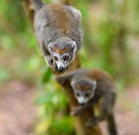 Female Crowned Lemur - duo, Palmarium, Madagascar The female of this species is grayish with an orange crown.<br />
https://www.jungledragon.com/image/88445/female_crowned_lemur_palmarium_madagascar.html<br />
https://www.jungledragon.com/image/88446/female_crowned_lemur_-_curious_palmarium_madagascar.html<br />
https://www.jungledragon.com/image/88449/female_crowned_lemur_on_forest_floor_palmarium_madagascar.html Africa,Crowned lemur,Eulemur coronatus,Geotagged,Madagascar,Madagascar 2019,Palmarium reserve,Winter,World