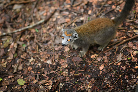 Female Crowned Lemur on forest floor, Palmarium, Madagascar The female of this species is grayish with an orange crown.
https://www.jungledragon.com/image/88445/female_crowned_lemur_palmarium_madagascar.html
https://www.jungledragon.com/image/88446/female_crowned_lemur_-_curious_palmarium_madagascar.html
https://www.jungledragon.com/image/88448/female_crowned_lemur_-_duo_palmarium_madagascar.html Africa,Crowned lemur,Eulemur coronatus,Madagascar,Madagascar 2019,Palmarium reserve,World