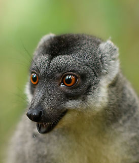 Common brown lemur - portrait, Palmarium, Madagascar https://www.jungledragon.com/image/88444/common_brown_lemur_palmarium_madagascar.html Africa,Common brown lemur,Eulemur fulvus,Geotagged,Madagascar,Madagascar 2019,Palmarium reserve,Winter,World