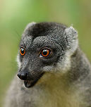 Common brown lemur - portrait, Palmarium, Madagascar https://www.jungledragon.com/image/88444/common_brown_lemur_palmarium_madagascar.html Africa,Common brown lemur,Eulemur fulvus,Geotagged,Madagascar,Madagascar 2019,Palmarium reserve,Winter,World