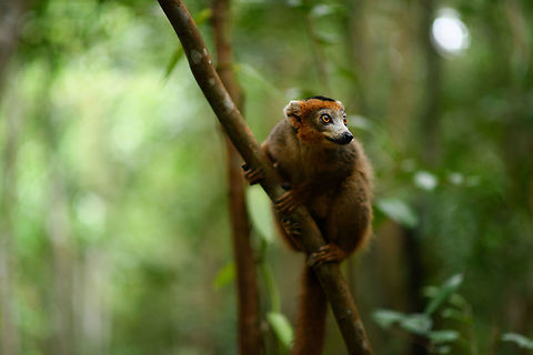 Male Crowned Lemur - perched, Palmarium, Madagascar Best viewed full screen. Some additional f/1.4 experimental shots. I learned along the way that for up close photography, it tends to be too soft, the depth of field is too shallow. At about 5-7m of distance as seen here seems to be a sweetspot for this lens (85mm), enough of the subject is in focus and the background is soft as butter.
https://www.jungledragon.com/image/88453/male_crowned_lemur_-_perched_2_palmarium_madagascar.html Africa,Crowned lemur,Eulemur coronatus,Geotagged,Madagascar,Madagascar 2019,Palmarium reserve,Winter,World