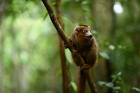 Male Crowned Lemur - perched, Palmarium, Madagascar Best viewed full screen. Some additional f/1.4 experimental shots. I learned along the way that for up close photography, it tends to be too soft, the depth of field is too shallow. At about 5-7m of distance as seen here seems to be a sweetspot for this lens (85mm), enough of the subject is in focus and the background is soft as butter.<br />
https://www.jungledragon.com/image/88453/male_crowned_lemur_-_perched_2_palmarium_madagascar.html Africa,Crowned lemur,Eulemur coronatus,Geotagged,Madagascar,Madagascar 2019,Palmarium reserve,Winter,World