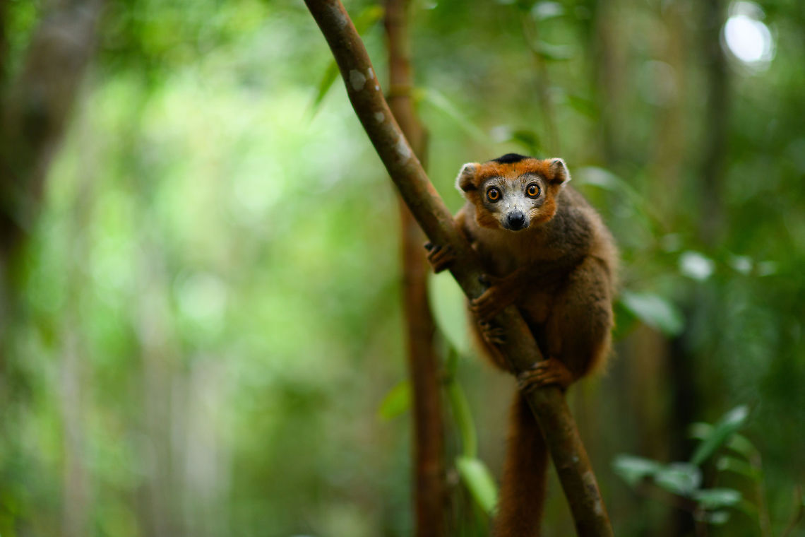 Male Crowned Lemur - perched 2, Palmarium, Madagascar Best viewed full screen. Some additional f/1.4 experimental shots. I learned along the way that for up close photography, it tends to be too soft, the depth of field is too shallow. At about 5-7m of distance as seen here seems to be a sweetspot for this lens (85mm), enough of the subject is in focus and the background is soft as butter.<br />
<figure class="photo"><a href="https://www.jungledragon.com/image/88452/male_crowned_lemur_-_perched_palmarium_madagascar.html" title="Male Crowned Lemur - perched, Palmarium, Madagascar"><img src="https://s3.amazonaws.com/media.jungledragon.com/images/2/88452_thumb.jpg?AWSAccessKeyId=05GMT0V3GWVNE7GGM1R2&Expires=1759968010&Signature=7Vs4yKq%2B6rFzBJkLiwF%2FhdiBV0M%3D" width="200" height="134" alt="Male Crowned Lemur - perched, Palmarium, Madagascar Best viewed full screen. Some additional f/1.4 experimental shots. I learned along the way that for up close photography, it tends to be too soft, the depth of field is too shallow. At about 5-7m of distance as seen here seems to be a sweetspot for this lens (85mm), enough of the subject is in focus and the background is soft as butter.<br />
https://www.jungledragon.com/image/88453/male_crowned_lemur_-_perched_2_palmarium_madagascar.html Africa,Crowned lemur,Eulemur coronatus,Geotagged,Madagascar,Madagascar 2019,Palmarium reserve,Winter,World" /></a></figure> Africa,Crowned lemur,Eulemur coronatus,Geotagged,Madagascar,Madagascar 2019,Palmarium reserve,Winter,World
