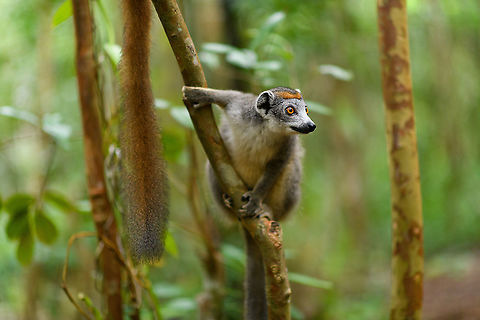 Female Crowned Lemur, Palmarium, Madagascar  Africa,Crowned lemur,Eulemur coronatus,Geotagged,Madagascar,Madagascar 2019,Palmarium reserve,Winter,World