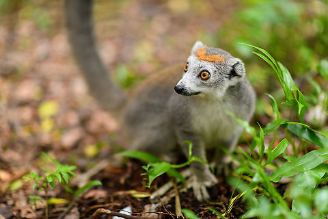 Female Crowned Lemur - closeup, Palmarium, Madagascar  Africa,Crowned lemur,Eulemur coronatus,Geotagged,Madagascar,Madagascar 2019,Palmarium reserve,Winter,World