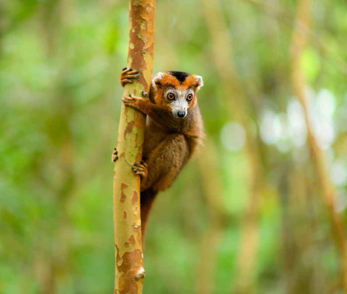 Male Crowned Lemur - curious 2, Palmarium, Madagascar <figure class="photo"><a href="https://www.jungledragon.com/image/88475/male_crowned_lemur_-_curious_palmarium_madagascar.html" title="Male Crowned Lemur - curious, Palmarium, Madagascar"><img src="https://s3.amazonaws.com/media.jungledragon.com/images/2/88475_thumb.jpg?AWSAccessKeyId=05GMT0V3GWVNE7GGM1R2&Expires=1767225610&Signature=ghSDEahQp2%2FR9y0vIELh%2F3q%2BQ80%3D" width="152" height="152" alt="Male Crowned Lemur - curious, Palmarium, Madagascar https://www.jungledragon.com/image/88474/male_crowned_lemur_-_curious_2_palmarium_madagascar.html Africa,Crowned lemur,Eulemur coronatus,Madagascar,Madagascar 2019,Palmarium reserve,World" /></a></figure> Africa,Crowned lemur,Eulemur coronatus,Madagascar,Madagascar 2019,Palmarium reserve,World