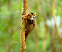 Male Crowned Lemur - curious 2, Palmarium, Madagascar https://www.jungledragon.com/image/88475/male_crowned_lemur_-_curious_palmarium_madagascar.html Africa,Crowned lemur,Eulemur coronatus,Madagascar,Madagascar 2019,Palmarium reserve,World