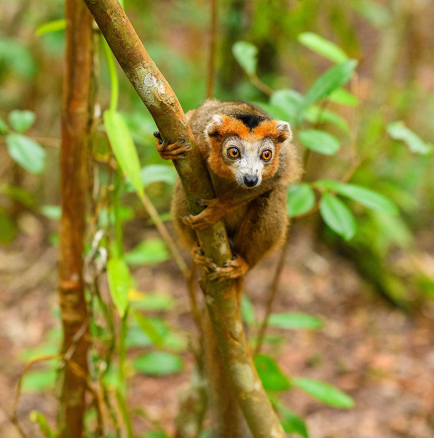 Male Crowned Lemur - curious, Palmarium, Madagascar <figure class="photo"><a href="https://www.jungledragon.com/image/88474/male_crowned_lemur_-_curious_2_palmarium_madagascar.html" title="Male Crowned Lemur - curious 2, Palmarium, Madagascar"><img src="https://s3.amazonaws.com/media.jungledragon.com/images/2/88474_thumb.jpg?AWSAccessKeyId=05GMT0V3GWVNE7GGM1R2&Expires=1763596810&Signature=aucCDHceUyNX1WmvHL5RAnd8HNU%3D" width="200" height="170" alt="Male Crowned Lemur - curious 2, Palmarium, Madagascar https://www.jungledragon.com/image/88475/male_crowned_lemur_-_curious_palmarium_madagascar.html Africa,Crowned lemur,Eulemur coronatus,Madagascar,Madagascar 2019,Palmarium reserve,World" /></a></figure> Africa,Crowned lemur,Eulemur coronatus,Madagascar,Madagascar 2019,Palmarium reserve,World