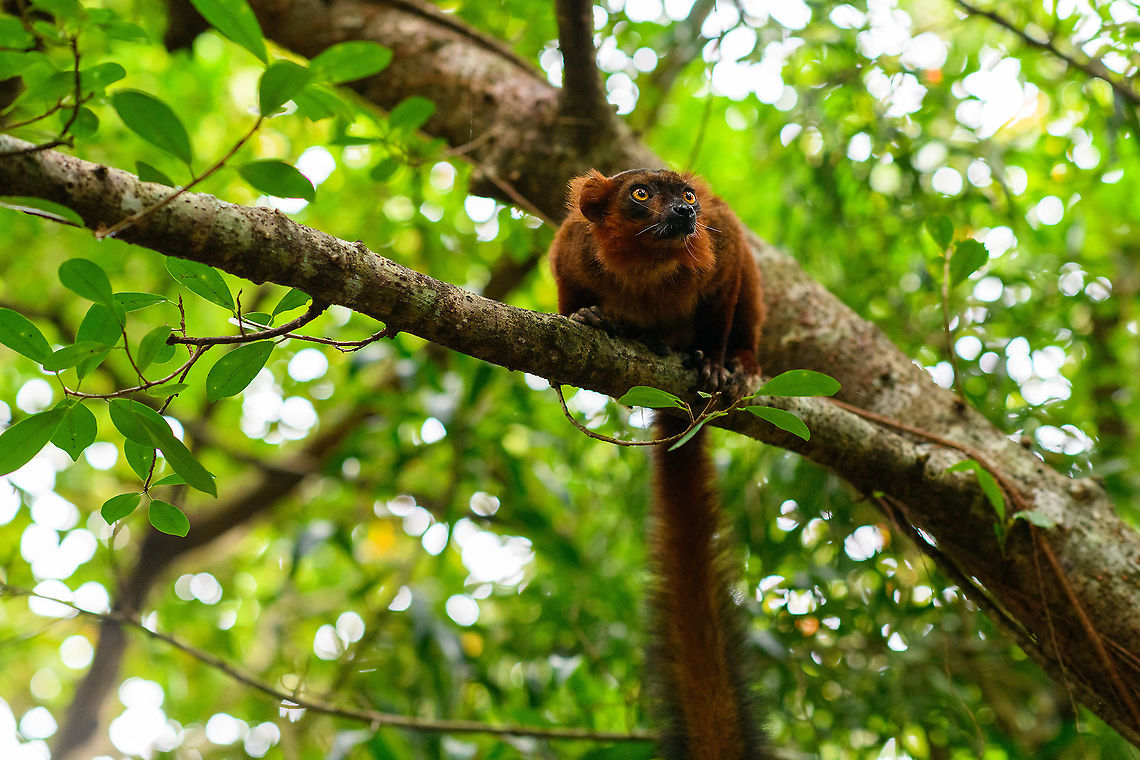 Hybrid crowned x black lemur - perched, Palmarium, Madagascar  Africa,Geotagged,Madagascar,Madagascar 2019,Palmarium reserve,Winter,World