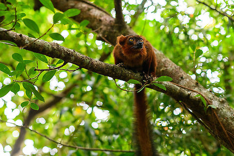 Hybrid crowned x black lemur - perched, Palmarium, Madagascar  Africa,Geotagged,Madagascar,Madagascar 2019,Palmarium reserve,Winter,World