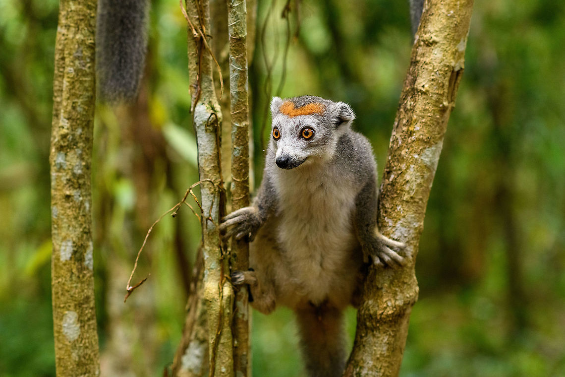 Female Crowned Lemur - 4, Palmarium, Madagascar <figure class="photo"><a href="https://www.jungledragon.com/image/88478/female_crowned_lemur_-_3_palmarium_madagascar.html" title="Female Crowned Lemur - 3, Palmarium, Madagascar"><img src="https://s3.amazonaws.com/media.jungledragon.com/images/2/88478_thumb.jpg?AWSAccessKeyId=05GMT0V3GWVNE7GGM1R2&Expires=1767225610&Signature=o8iRny1XJAaIvJ%2BSLDAdmw4m9fw%3D" width="200" height="134" alt="Female Crowned Lemur - 3, Palmarium, Madagascar https://www.jungledragon.com/image/88477/female_crowned_lemur_-_4_palmarium_madagascar.html<br />
https://www.jungledragon.com/image/88479/female_crowned_lemur_-_2_palmarium_madagascar.html Africa,Crowned lemur,Eulemur coronatus,Geotagged,Madagascar,Madagascar 2019,Palmarium reserve,Winter,World" /></a></figure><br />
<figure class="photo"><a href="https://www.jungledragon.com/image/88479/female_crowned_lemur_-_2_palmarium_madagascar.html" title="Female Crowned Lemur - 2, Palmarium, Madagascar"><img src="https://s3.amazonaws.com/media.jungledragon.com/images/2/88479_thumb.jpg?AWSAccessKeyId=05GMT0V3GWVNE7GGM1R2&Expires=1767225610&Signature=vQbn5M0XvzG%2Be59c3IdLGu0G76E%3D" width="102" height="152" alt="Female Crowned Lemur - 2, Palmarium, Madagascar https://www.jungledragon.com/image/88477/female_crowned_lemur_-_4_palmarium_madagascar.html<br />
https://www.jungledragon.com/image/88478/female_crowned_lemur_-_3_palmarium_madagascar.html Africa,Crowned lemur,Eulemur coronatus,Geotagged,Madagascar,Madagascar 2019,Palmarium reserve,Winter,World" /></a></figure> Africa,Crowned lemur,Eulemur coronatus,Geotagged,Madagascar,Madagascar 2019,Palmarium reserve,Winter,World