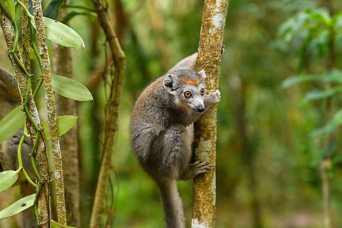 Female Crowned Lemur - 3, Palmarium, Madagascar https://www.jungledragon.com/image/88477/female_crowned_lemur_-_4_palmarium_madagascar.html
https://www.jungledragon.com/image/88479/female_crowned_lemur_-_2_palmarium_madagascar.html Africa,Crowned lemur,Eulemur coronatus,Geotagged,Madagascar,Madagascar 2019,Palmarium reserve,Winter,World