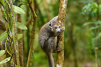 Female Crowned Lemur - 3, Palmarium, Madagascar https://www.jungledragon.com/image/88477/female_crowned_lemur_-_4_palmarium_madagascar.html<br />
https://www.jungledragon.com/image/88479/female_crowned_lemur_-_2_palmarium_madagascar.html Africa,Crowned lemur,Eulemur coronatus,Geotagged,Madagascar,Madagascar 2019,Palmarium reserve,Winter,World