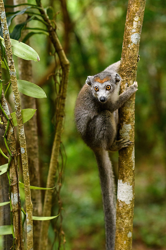 Female Crowned Lemur - 2, Palmarium, Madagascar <figure class="photo"><a href="https://www.jungledragon.com/image/88477/female_crowned_lemur_-_4_palmarium_madagascar.html" title="Female Crowned Lemur - 4, Palmarium, Madagascar"><img src="https://s3.amazonaws.com/media.jungledragon.com/images/2/88477_thumb.jpg?AWSAccessKeyId=05GMT0V3GWVNE7GGM1R2&Expires=1767225610&Signature=QpWpRwwhIN4yssp%2BdT7KAq5OCPw%3D" width="200" height="134" alt="Female Crowned Lemur - 4, Palmarium, Madagascar https://www.jungledragon.com/image/88478/female_crowned_lemur_-_3_palmarium_madagascar.html<br />
https://www.jungledragon.com/image/88479/female_crowned_lemur_-_2_palmarium_madagascar.html Africa,Crowned lemur,Eulemur coronatus,Geotagged,Madagascar,Madagascar 2019,Palmarium reserve,Winter,World" /></a></figure><br />
<figure class="photo"><a href="https://www.jungledragon.com/image/88478/female_crowned_lemur_-_3_palmarium_madagascar.html" title="Female Crowned Lemur - 3, Palmarium, Madagascar"><img src="https://s3.amazonaws.com/media.jungledragon.com/images/2/88478_thumb.jpg?AWSAccessKeyId=05GMT0V3GWVNE7GGM1R2&Expires=1767225610&Signature=o8iRny1XJAaIvJ%2BSLDAdmw4m9fw%3D" width="200" height="134" alt="Female Crowned Lemur - 3, Palmarium, Madagascar https://www.jungledragon.com/image/88477/female_crowned_lemur_-_4_palmarium_madagascar.html<br />
https://www.jungledragon.com/image/88479/female_crowned_lemur_-_2_palmarium_madagascar.html Africa,Crowned lemur,Eulemur coronatus,Geotagged,Madagascar,Madagascar 2019,Palmarium reserve,Winter,World" /></a></figure> Africa,Crowned lemur,Eulemur coronatus,Geotagged,Madagascar,Madagascar 2019,Palmarium reserve,Winter,World