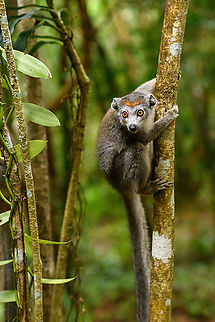 Female Crowned Lemur - 2, Palmarium, Madagascar https://www.jungledragon.com/image/88477/female_crowned_lemur_-_4_palmarium_madagascar.html
https://www.jungledragon.com/image/88478/female_crowned_lemur_-_3_palmarium_madagascar.html Africa,Crowned lemur,Eulemur coronatus,Geotagged,Madagascar,Madagascar 2019,Palmarium reserve,Winter,World