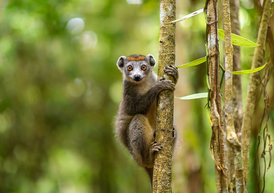 Female Crowned Lemur - stare, Palmarium, Madagascar We have this particular photo in our living room, our first print at the massive size of 2m x 1.5m, where we usually print at 1m x 70cm. It dwarfs our other posters. Normally, such a human-sized print requires some viewing distance of about 2m. This one however persists details when almost touching the print:<br />
<section class="video"><iframe width="448" height="282" src="https://www.youtube-nocookie.com/embed/fW7x9wfzMoI?hd=1&autoplay=0&rel=0" frameborder="0" allowfullscreen></iframe></section><br />
(note that video compression destroys much of the color and sharpness)<br />
None of this is to brag. The photo was pretty much point and shoot, and I was lucky for the subject to be well positioned and the light hitting the eyes in a great way. It's no demonstration of skill, just a demonstration of what a high MP camera can do and why I'm so attached to this capability. Africa,Crowned lemur,Eulemur coronatus,Geotagged,Madagascar,Madagascar 2019,Palmarium reserve,Winter,World