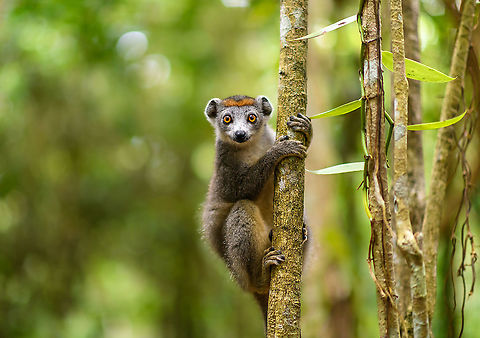 Female Crowned Lemur - stare, Palmarium, Madagascar We have this particular photo in our living room, our first print at the massive size of 2m x 1.5m, where we usually print at 1m x 70cm. It dwarfs our other posters. Normally, such a human-sized print requires some viewing distance of about 2m. This one however persists details when almost touching the print:
https://www.youtube.com/watch?v=fW7x9wfzMoI
(note that video compression destroys much of the color and sharpness)
None of this is to brag. The photo was pretty much point and shoot, and I was lucky for the subject to be well positioned and the light hitting the eyes in a great way. It's no demonstration of skill, just a demonstration of what a high MP camera can do and why I'm so attached to this capability. Africa,Crowned lemur,Eulemur coronatus,Geotagged,Madagascar,Madagascar 2019,Palmarium reserve,Winter,World