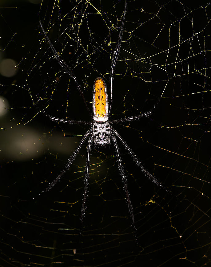 Juvenile Nephila inaurata madagascariensis - upperside, Palmarium, Madagascar <figure class="photo"><a href="https://www.jungledragon.com/image/88616/juvenile_nephila_inaurata_madagascariensis_-_underside_palmarium_madagascar.html" title="Juvenile Nephila inaurata madagascariensis - underside, Palmarium, Madagascar"><img src="https://s3.amazonaws.com/media.jungledragon.com/images/2/88616_thumb.jpg?AWSAccessKeyId=05GMT0V3GWVNE7GGM1R2&Expires=1763596810&Signature=BdbLgIf2P6jtdEj7N7dsjyghVhk%3D" width="112" height="152" alt="Juvenile Nephila inaurata madagascariensis - underside, Palmarium, Madagascar https://www.jungledragon.com/image/88615/nephila_sp._-_upperside_palmarium_madagascar.html<br />
Nephila inaurata madagascariensis sub species. This is a juvenile based on its all-black legs. Africa,Geotagged,Madagascar,Madagascar 2019,Nephila inaurata,Palmarium reserve,Red-legged golden orb-web spider,Winter,World" /></a></figure><br />
Nephila inaurata madagascariensis sub species. This is a juvenile based on its all-black legs. Africa,Madagascar,Madagascar 2019,Nephila inaurata,Palmarium reserve,Red-legged golden orb-web spider,World